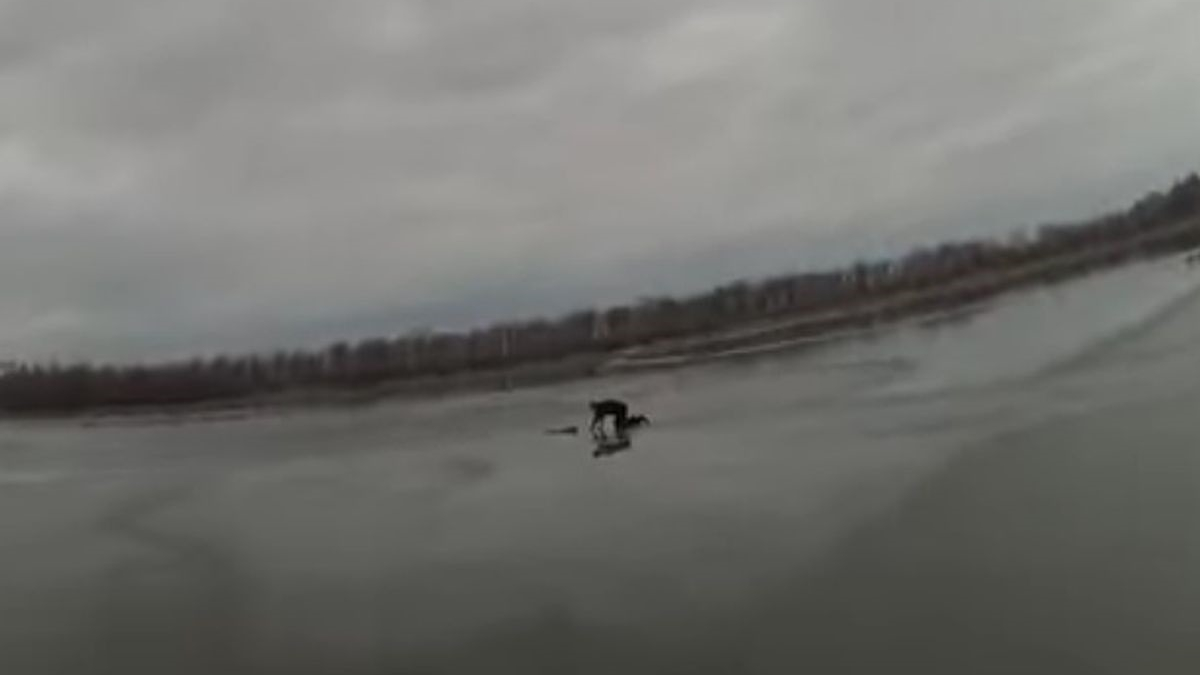 Illustration : "Pris au piège dans un lac gelé, un chien doit son salut à un courageux policier"