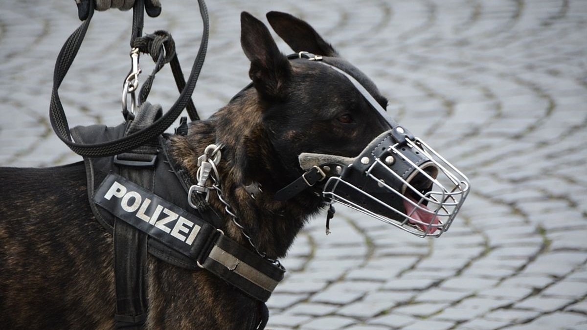 Illustration : "Allemagne : une nouvelle loi sur le bien-être animal , contraint les policiers berlinois à mettre leur chien au chômage"