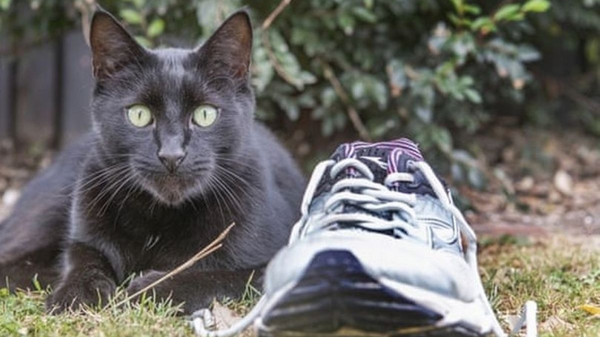 Illustration : "« Un voleur talentueux » : un chat connu localement dérobe divers objets insolites chez ses voisins !"