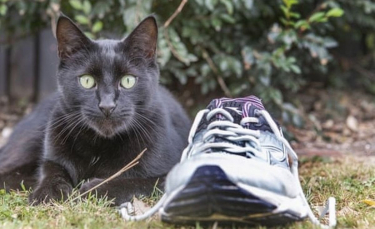 Illustration : "« Un voleur talentueux » : un chat connu localement dérobe divers objets insolites chez ses voisins !"
