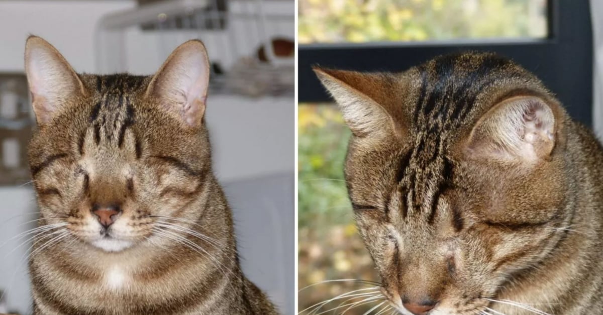 Un Chat Aveugle Au Passe Douloureux Conquiert Le Coeur De Millions D Internautes A Travers Des Videos Adorables