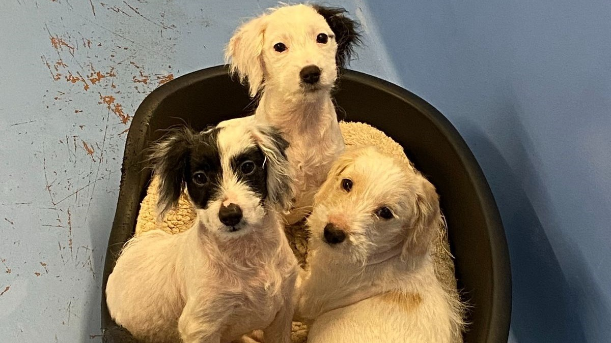 Illustration : "3 chiots découverts dans un état désastreux se transforment en jeunes chiens heureux et en bonne santé à temps pour fêter Noël"