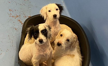Illustration : "3 chiots découverts dans un état désastreux se transforment en jeunes chiens heureux et en bonne santé à temps pour fêter Noël"