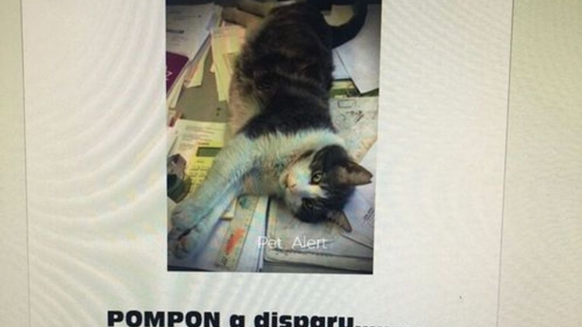 Illustration : "Bonne nouvelle : Pompon, le chat d'entreprise disparu le mois dernier, a été retrouvé"