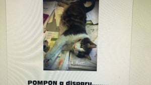 Illustration : Bonne nouvelle : Pompon, le chat d'entreprise disparu le mois dernier, a été retrouvé