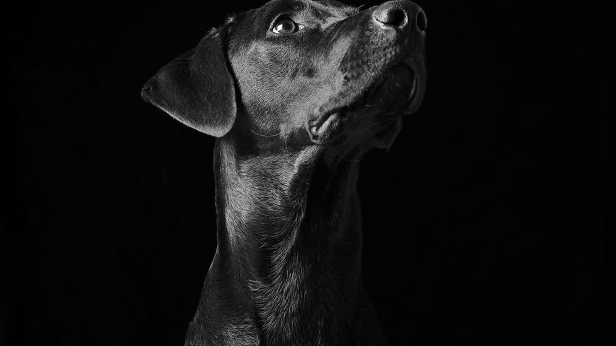 Illustration : "20 photos qui sensibilisent à l'adoption de chats et de chiens noirs "