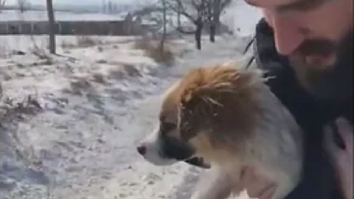 Illustration : "Un homme au grand cœur change le destin d'un chiot errant sur une route enneigée (vidéo)"