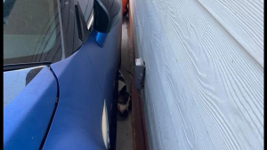 Illustration : Piégé sous une voiture de sport, ce chien doit son salut à une unité de secouristes bénévoles