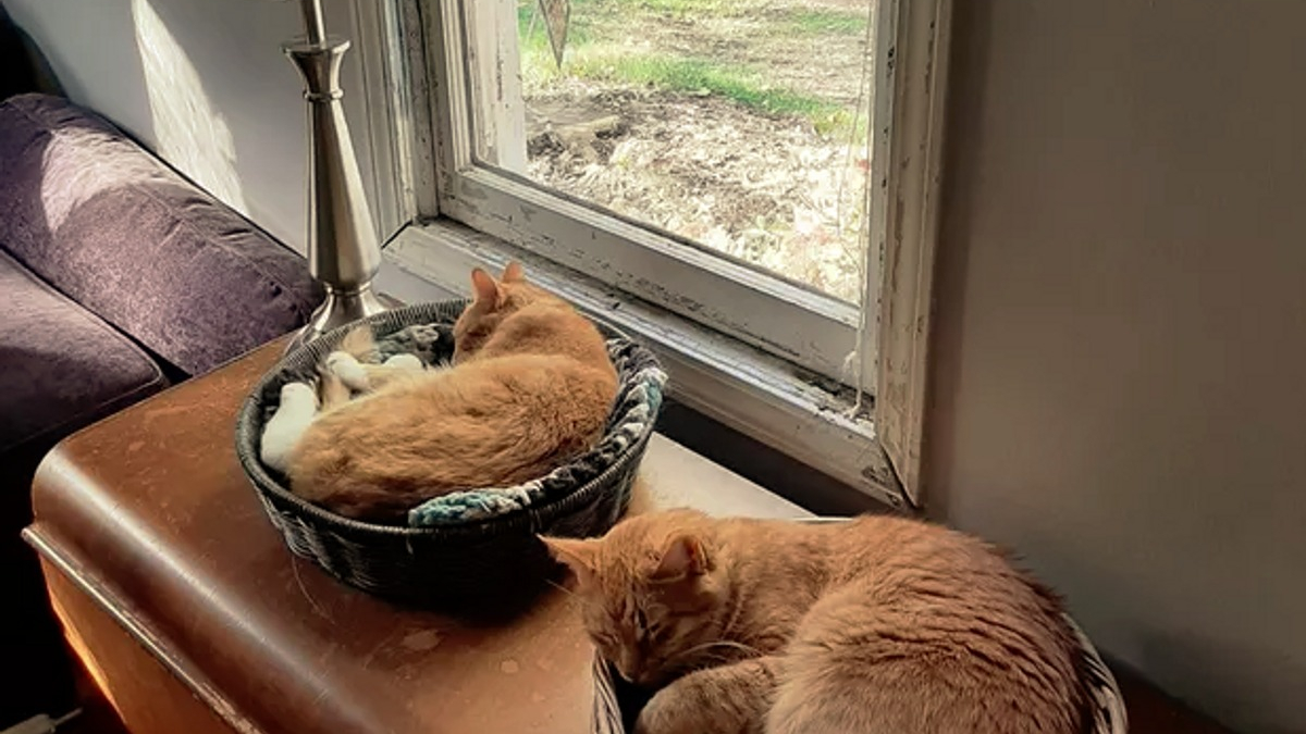 Illustration : "17 photos de chats roux dormant dans leur endroit préféré"