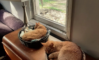 Illustration : "17 photos de chats roux dormant dans leur endroit préféré"
