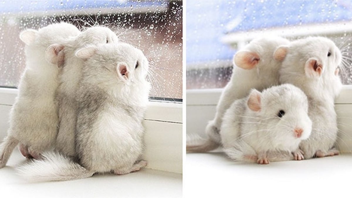 Illustration : "20 photos de bébés chinchillas qui ne sont rien d'autres que d'adorables boules de poils"