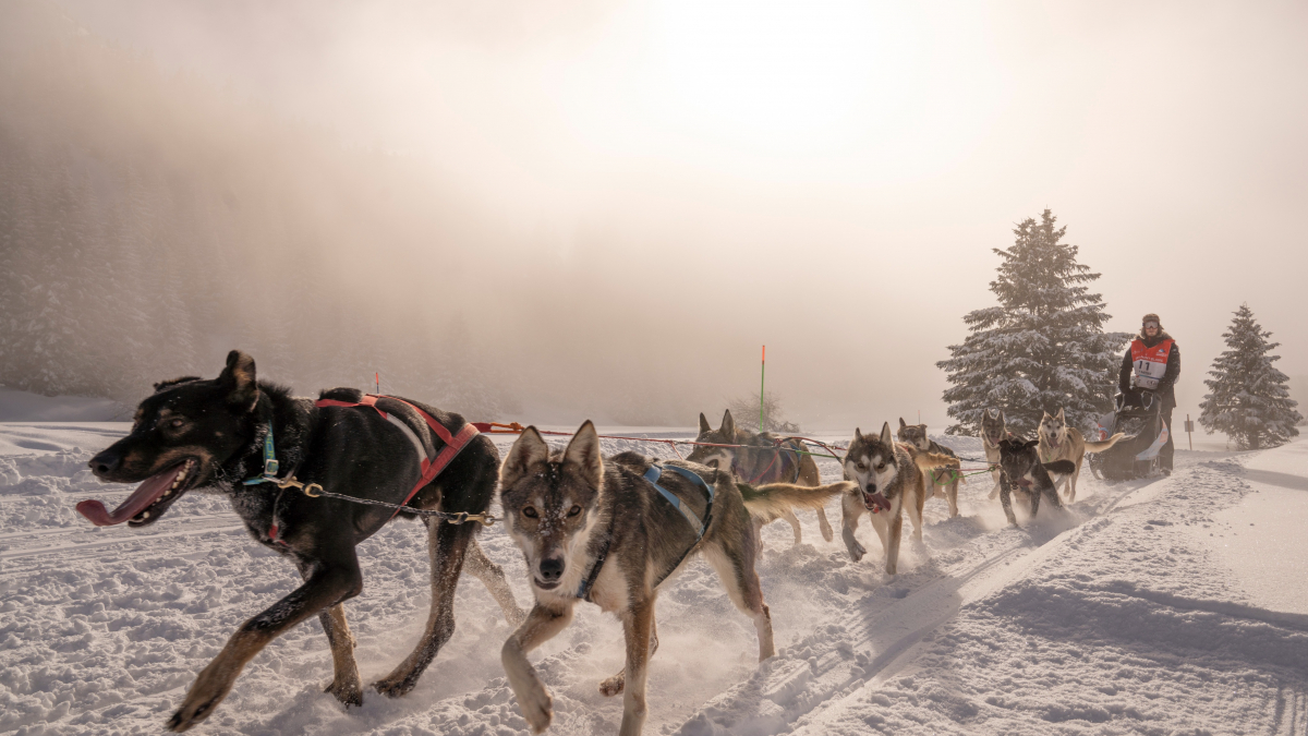 Illustration : "Grande Odyssée Savoie Mont Blanc 2022 : une aventure unique pour les mushers et leurs chiens au cœur des montagnes enneigées"
