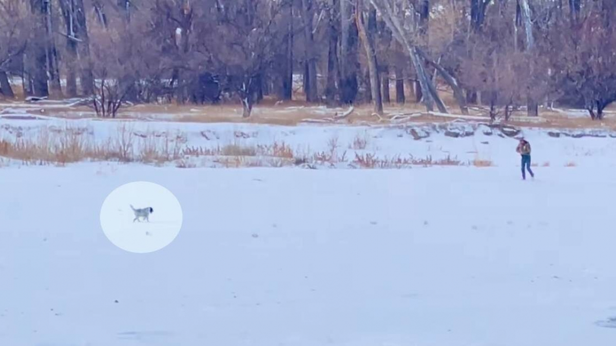 Illustration : "Un homme pleure de joie en retrouvant sa chienne disparue dans la neige depuis une semaine (vidéo)"