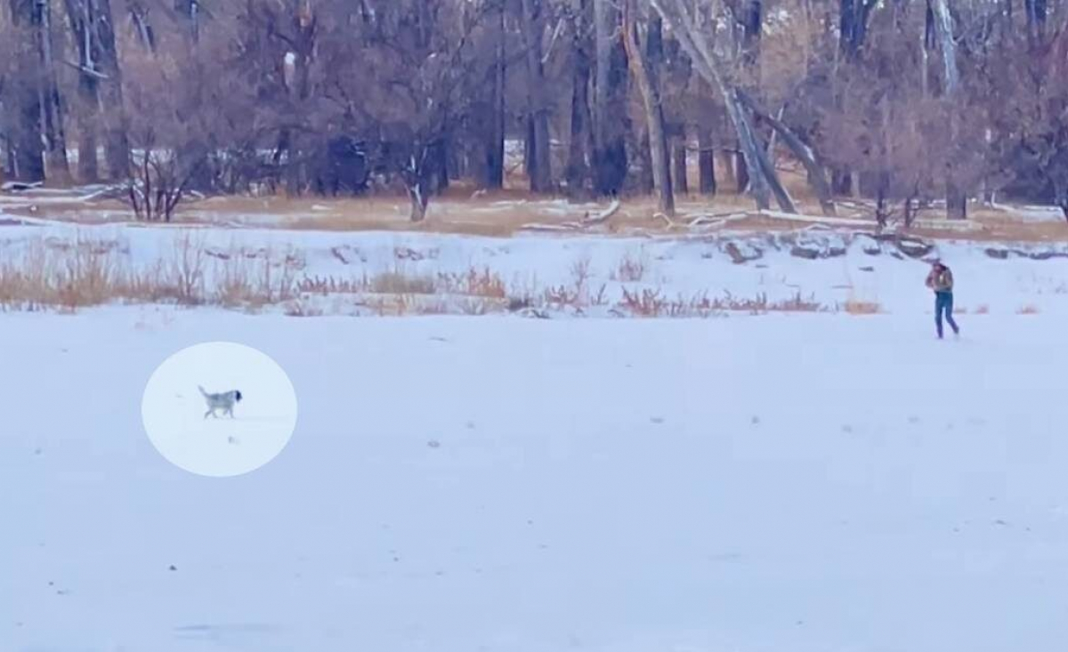 Illustration : "Un homme pleure de joie en retrouvant sa chienne disparue dans la neige depuis une semaine (vidéo)"