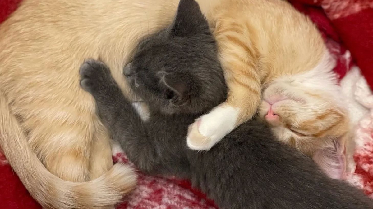 Illustration : "Abandonné dans une boîte, ce chaton déterminé à vivre rencontre celui qui restera pour toujours son meilleur ami"