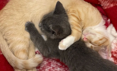 Illustration : "Abandonné dans une boîte, ce chaton déterminé à vivre rencontre celui qui restera pour toujours son meilleur ami"