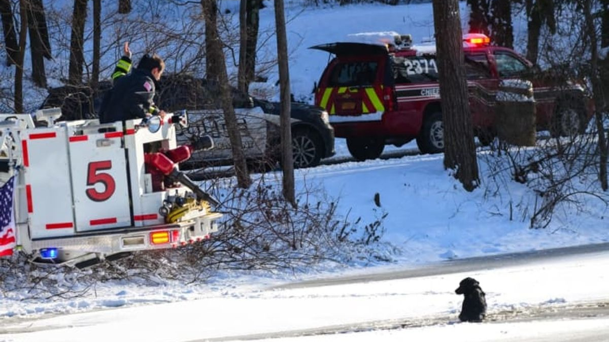 Illustration : "Des pompiers salués comme des héros après avoir secouru un chien coincé dans un étang gelé "