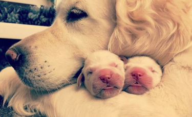 Illustration : "20 photos illustrant le bonheur de chiennes devenues mamans"