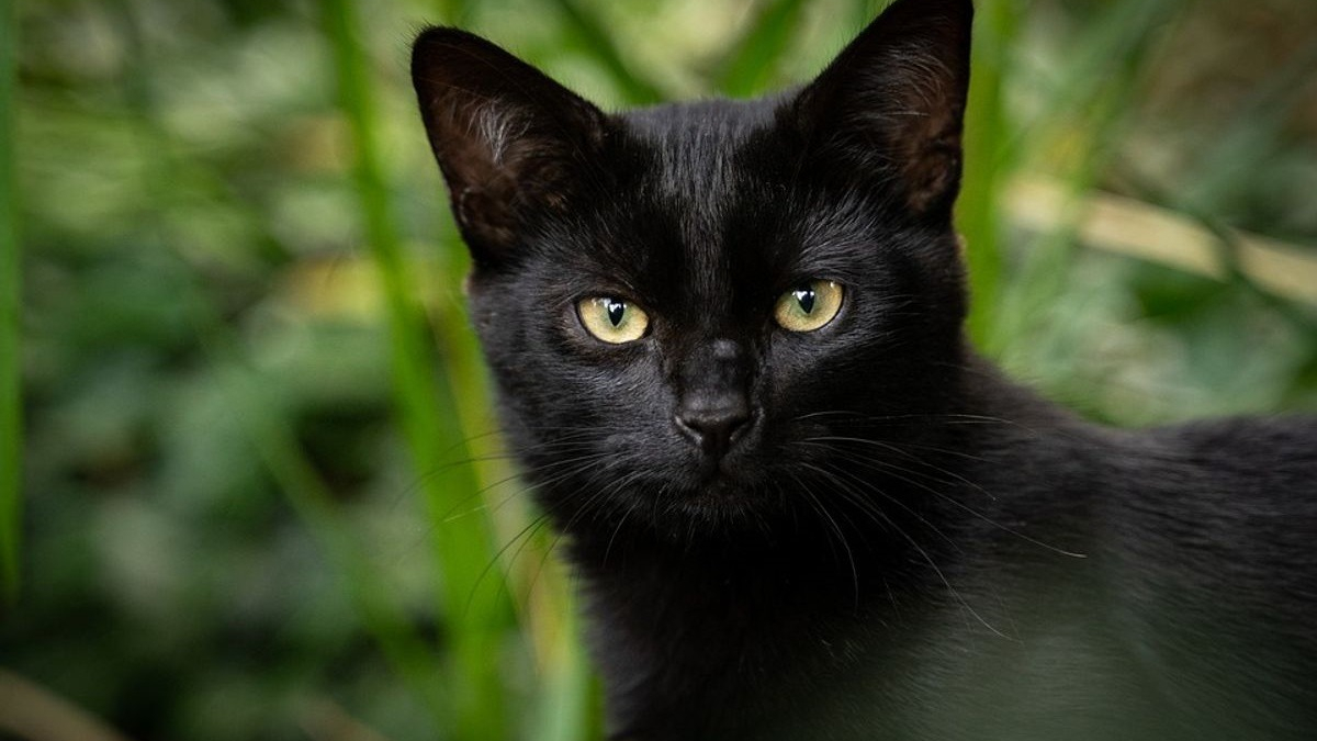 Illustration : "Ils ne pensaient jamais revoir leur chatte perdue il y a 6 ans, jusqu'à ce qu'ils reçoivent un appel surprenant"