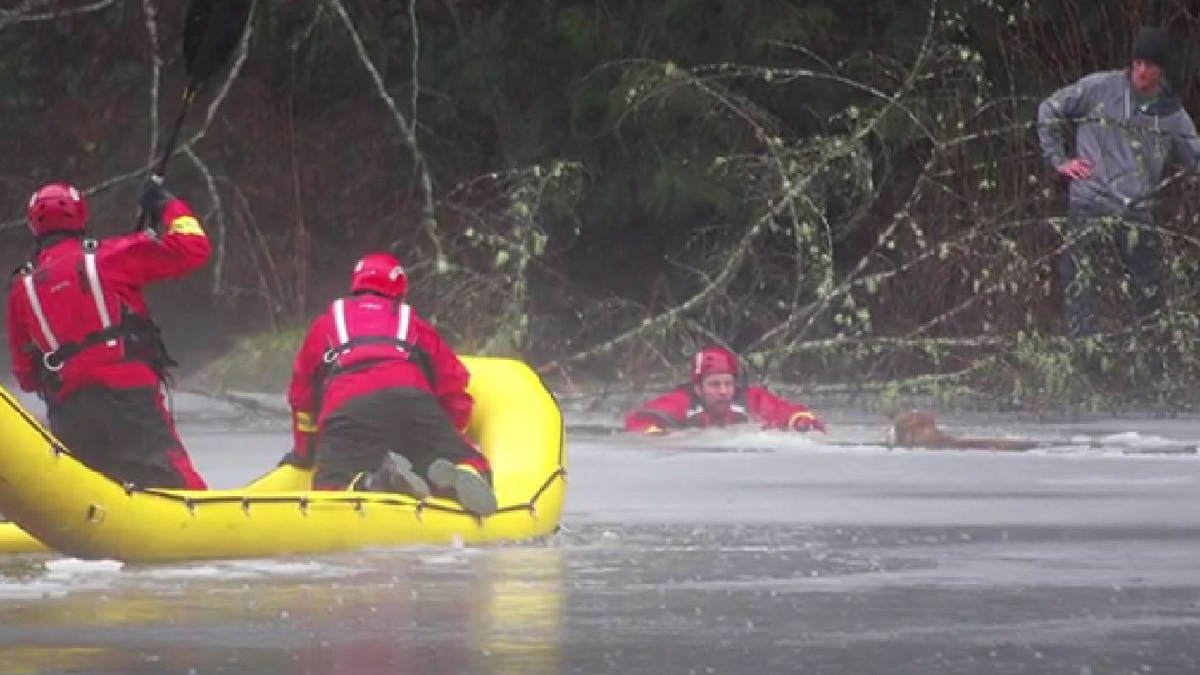 Illustration : "Hypothermie et noyade menaçaient ce chien tombé dans un lac gelé, jusqu’à l’intervention héroïque des pompiers"