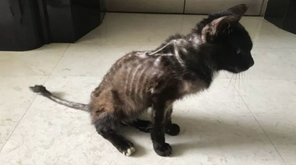 Illustration : Un chat ressemblant à "un sac d'os" se métamorphose de manière admirable avec l'aide de bénévoles