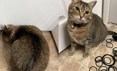 Illustration : "En réclamant de l'aide pour récupérer un élastique, cette chatte révèle accidentellement sa cachette secrète !"