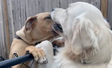 Illustration : "La vidéo empreinte de douceur d'un couple de chiens heureux de se retrouver"