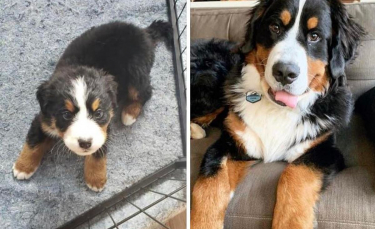 Illustration : "17 photos de chiots ayant conservé leur charme une fois adulte"