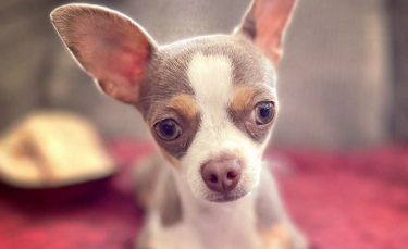 Illustration : "20 photos de petits chiens qui ont une bouille à tomber par terre !"