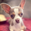 Illustration : 20 photos de petits chiens qui ont une bouille à tomber par terre !
