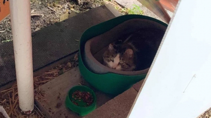 Illustration : Un chat errant qui dormait sous des escaliers et ne faisait confiance à personne découvre la chaleur d'un foyer