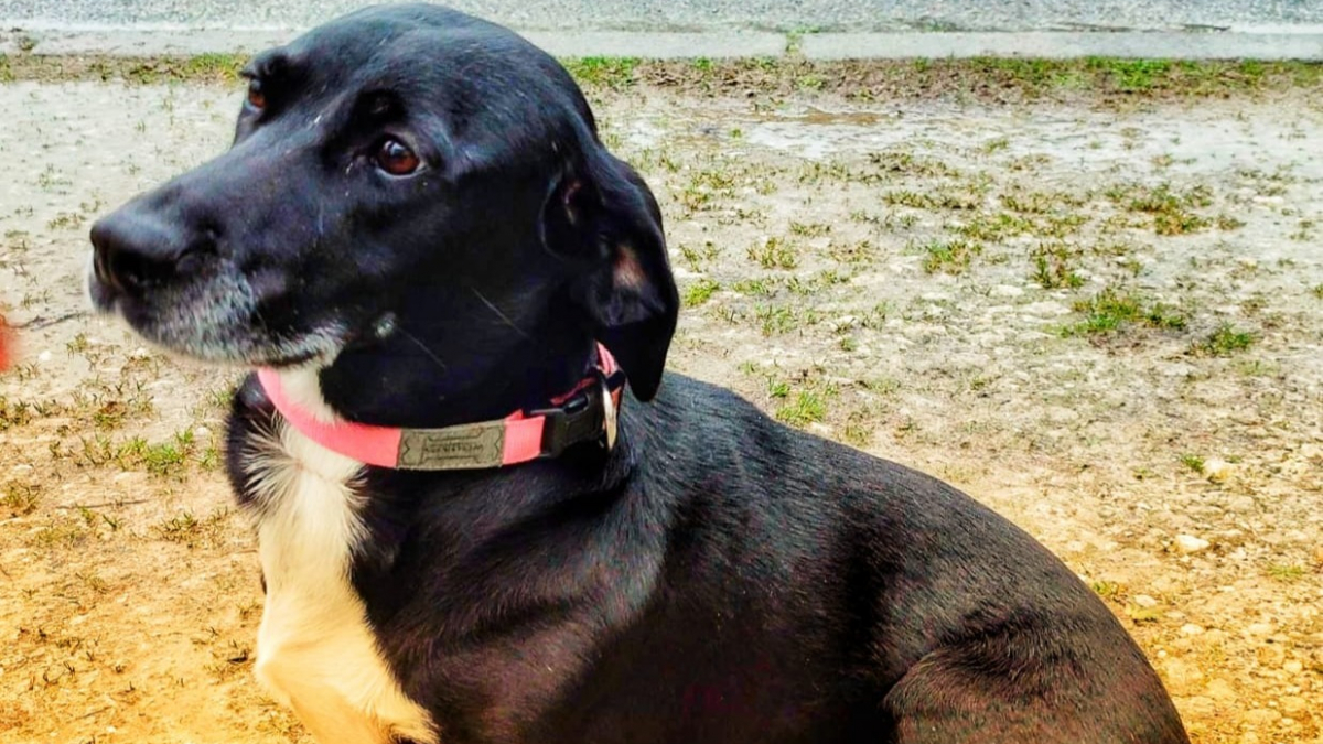 Illustration : "Une chienne fait preuve d'héroïsme en retrouvant la fille de ses propriétaires qui avait fugué"