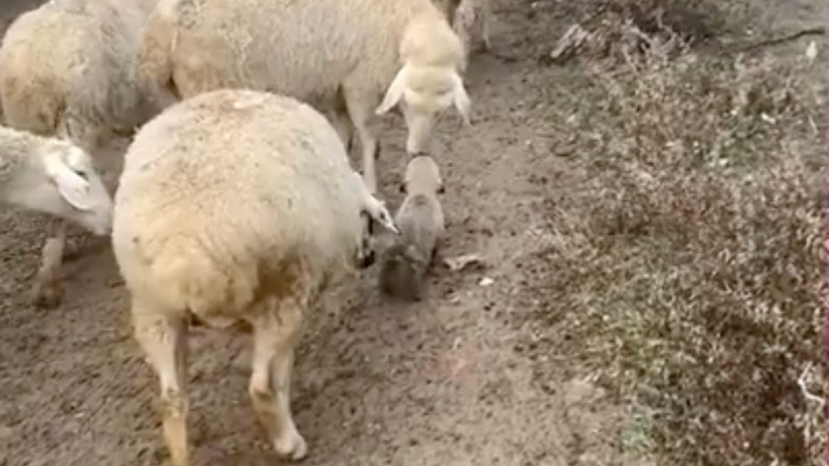 Illustration : "Un chiot formé pour devenir chien de berger conquiert le cœur des internautes en essayant de diriger un troupeau (vidéo)"