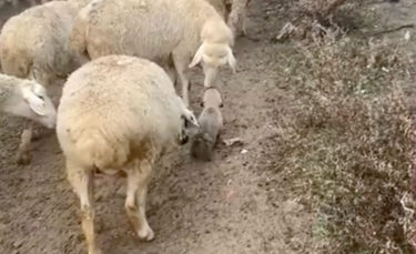 Illustration : "Un chiot formé pour devenir chien de berger conquiert le cœur des internautes en essayant de diriger un troupeau (vidéo)"