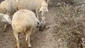 Illustration : Un chiot formé pour devenir chien de berger conquiert le cœur des internautes en essayant de diriger un troupeau (vidéo)