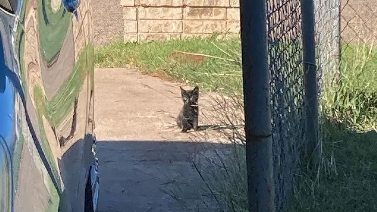 Illustration : "Un chaton à la santé fragile attend devant une maison jusqu'à ce qu'un humain lui offre son aide"