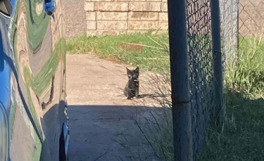 Illustration : "Un chaton à la santé fragile attend devant une maison jusqu'à ce qu'un humain lui offre son aide"