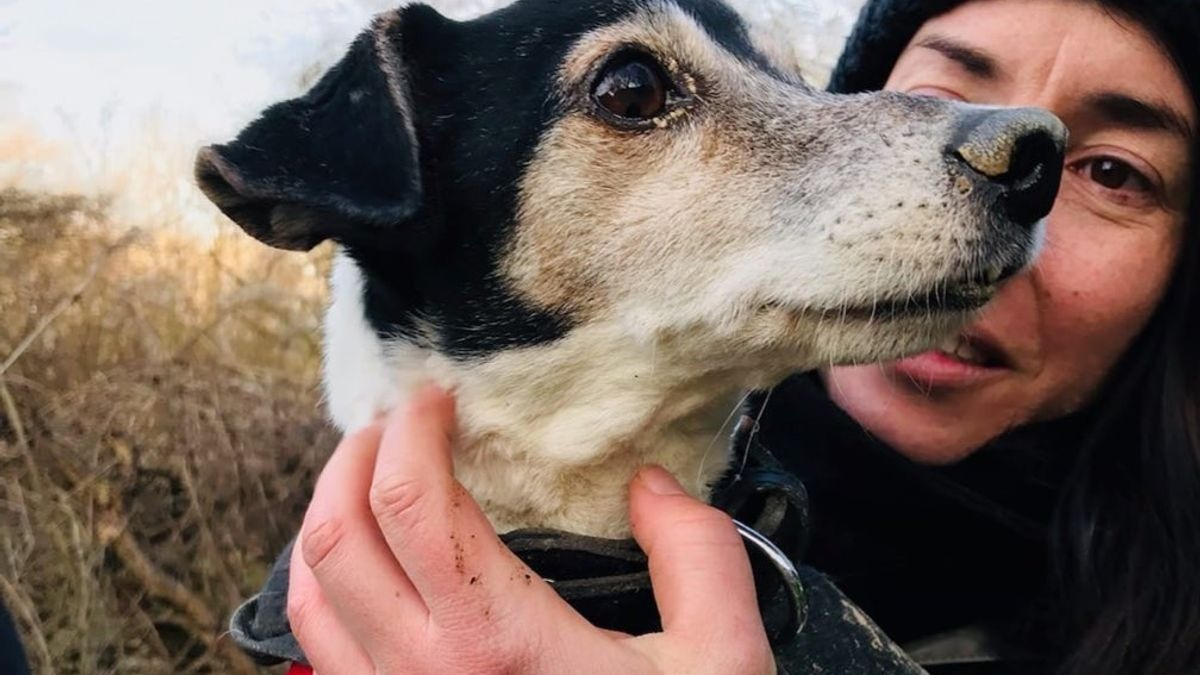 Illustration : "Profondément enfoui dans un terrier, un Jack Russell revoit la lumière de jour grâce à l'intervention des pompiers"