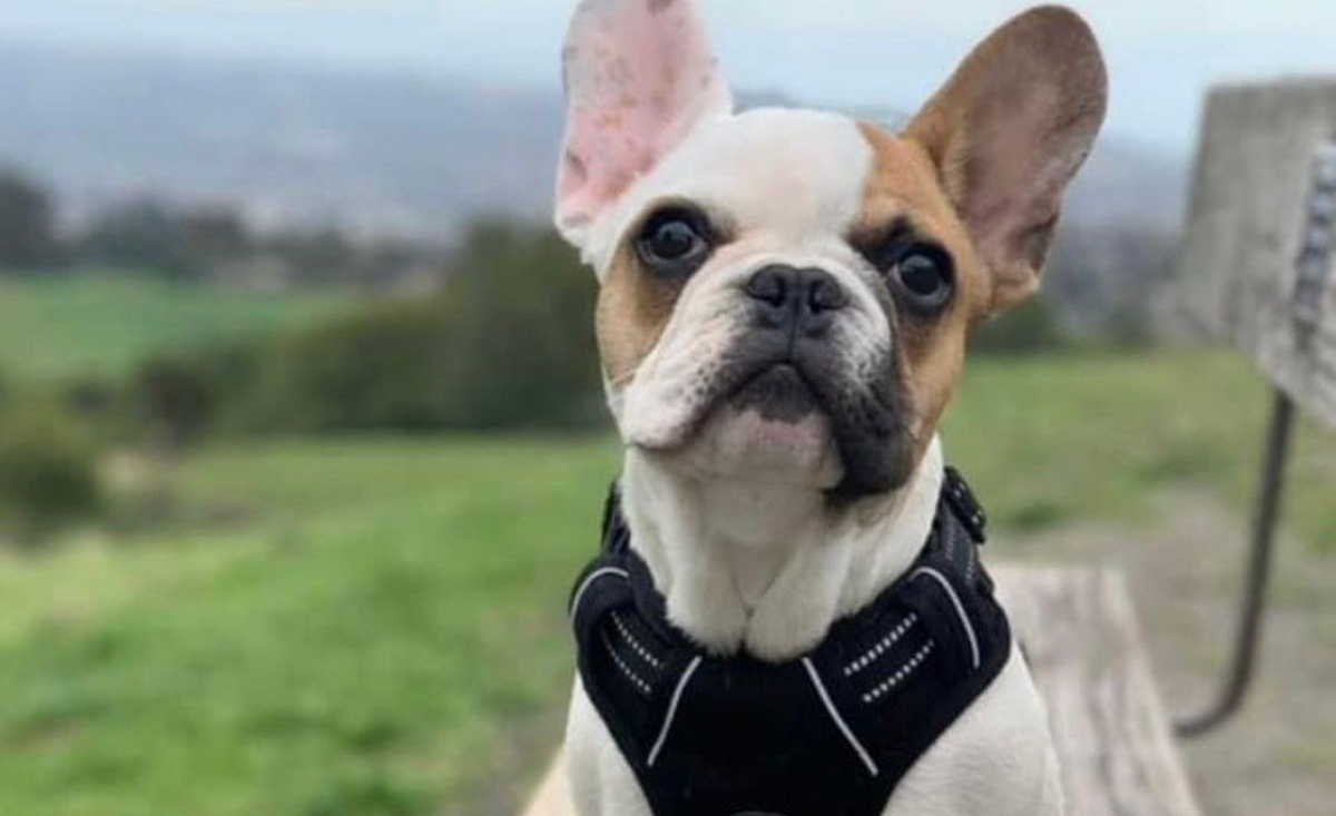 Illustration : "Nouveau vol à main armée d'un Bouledogue Français, dernier épisode d'un phénomène touchant stars et anonymes"