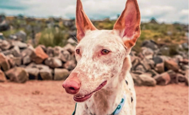 Illustration : "Ces 20 chiens avec de grandes oreilles sont tout ouïe"