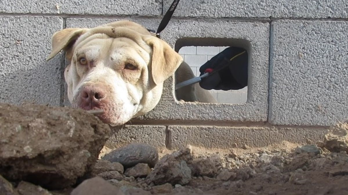 Illustration : "La mauvaise fortune de ce chien dont la tête est coincée dans un mur se transforme en heureux dénouement"