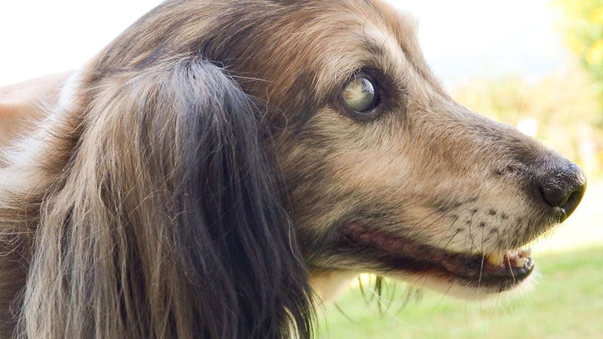 Illustration : "L'espoir d'une meilleure existence future console ce chien abandonné, aveugle et en mauvaise santé"