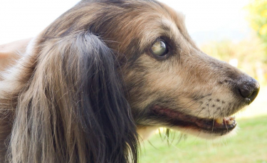 Illustration : "L'espoir d'une meilleure existence future console ce chien abandonné, aveugle et en mauvaise santé"