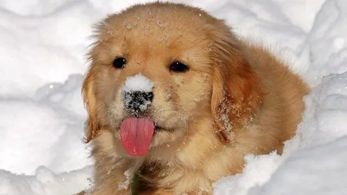 Illustration : "20 photos de chiens pour qui les jardins recouverts de neige sont de formidables terrains de jeux"