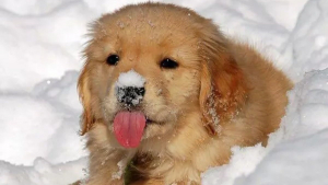 Illustration : 20 photos de chiens pour qui les jardins recouverts de neige sont de formidables terrains de jeux