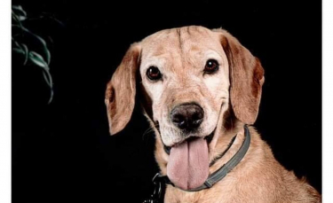 Illustration : "Un chien sort vainqueur des tribulations de la vie et devient la mascotte d'un quartier"