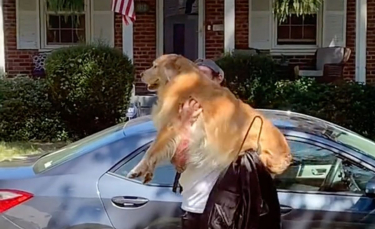 Illustration : "Un Golden Retriever est tellement excité par l'arrivée de son humain préféré, qu'il saute toujours dans ses bras ! (Vidéo)"