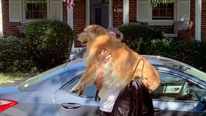 Illustration : "Un Golden Retriever est tellement excité par l'arrivée de son humain préféré, qu'il saute toujours dans ses bras ! (Vidéo)"