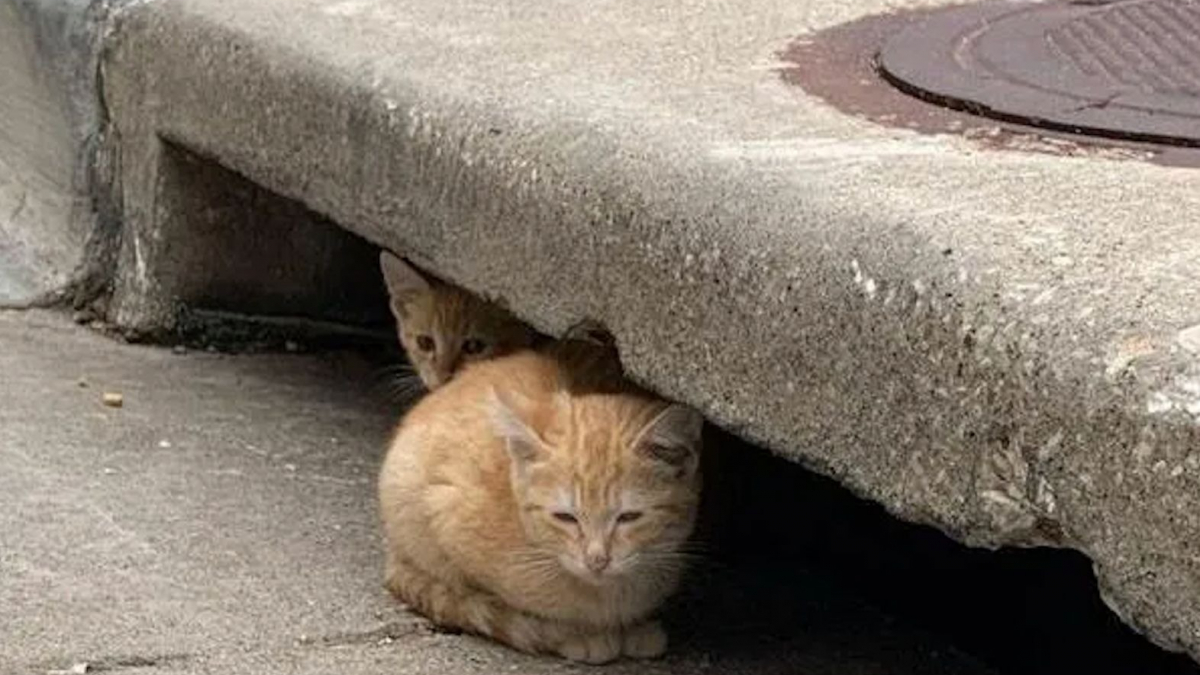 Illustration : "2 chatons livrés à eux-mêmes tournent une nouvelle page en quittant l'égout qui leur a servi d'abri"