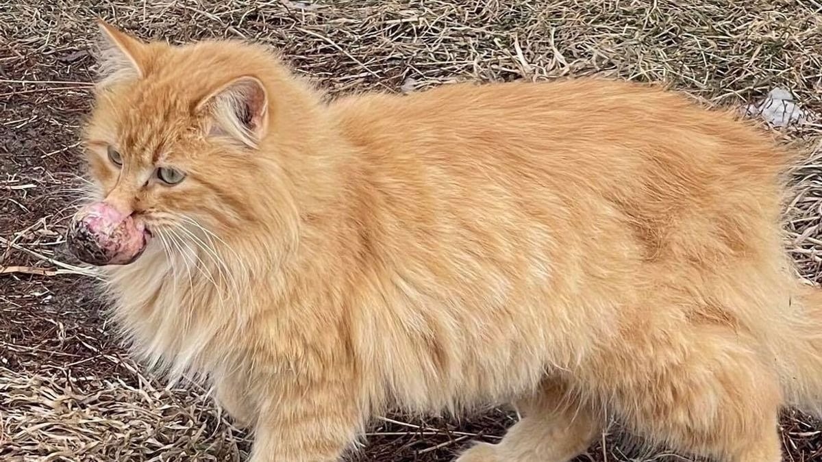 Illustration : "Une chatte métamorphosée après une opération chirurgicale visant à retirer une énorme tumeur de son museau"